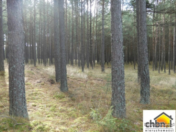 dzialka-lesna-z-80-letnim-drzewostanem-59111-bydgoszcz-foto.jpg