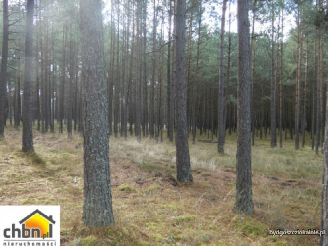 dzialka-lesna-z-80-letnim-drzewostanem-59111-bydgoszcz-na-sprzedaz.jpg