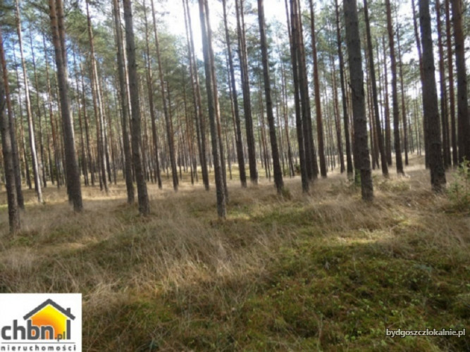 dzialka-lesna-z-80-letnim-drzewostanem-59111-bydgoszcz.jpg
