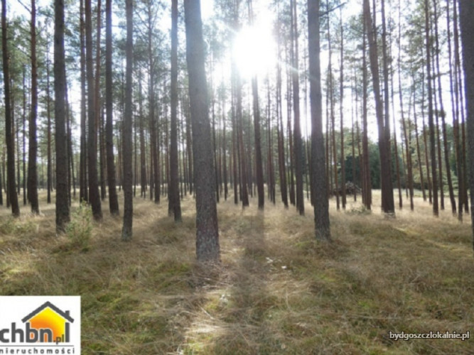 dzialka-lesna-z-80-letnim-drzewostanem-59111-dzialki-i-grunty.jpg