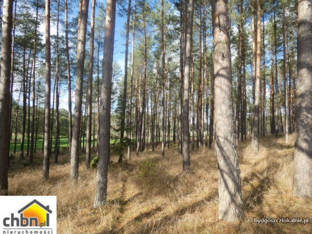 dzialka-lesna-z-80-letnim-drzewostanem-59111-sprzedam.jpg