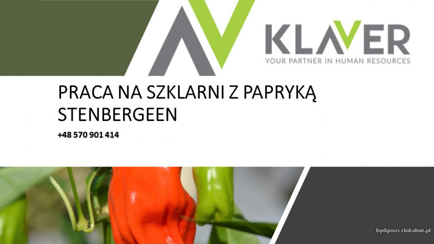 pracownik-szklarni-extra-bonusy-praca-w-holandii-59576.jpg