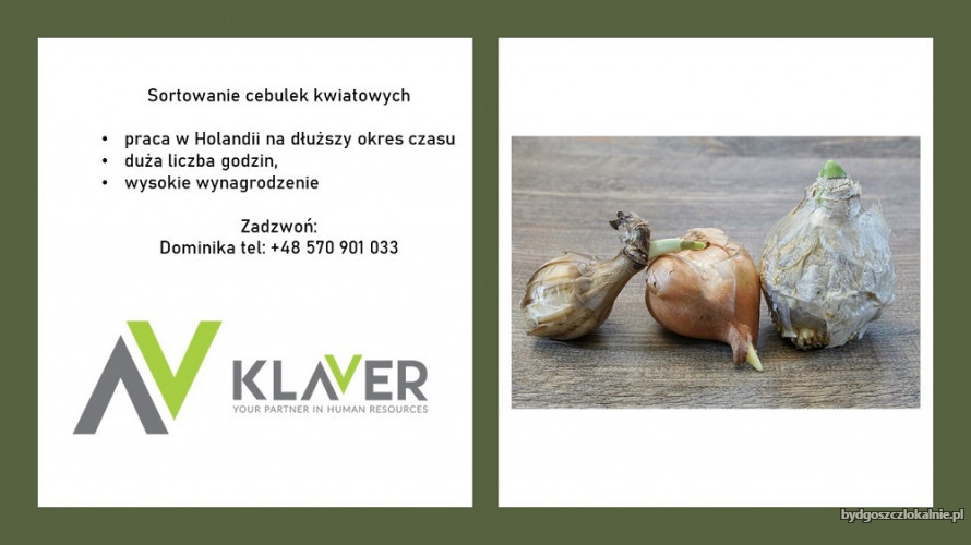 praca-produkcyjna-przy-cebulkach-w-holandii-wyjazd-22-07-59603.jpg