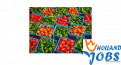 Holandia-Praca przy pakowaniu owoców od zaraz!