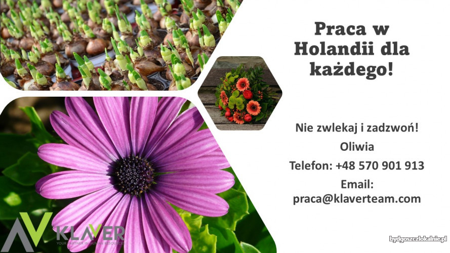kwiaty_z_numerem_oliwia1.jpg