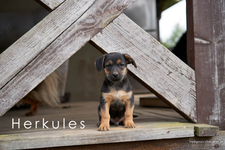 niewielkie-maluchy-rosa-i-herkules-do-pokochania-60170-bydgoszcz.jpg