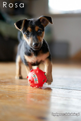 niewielkie-maluchy-rosa-i-herkules-do-pokochania-60170-sprzedam.jpg