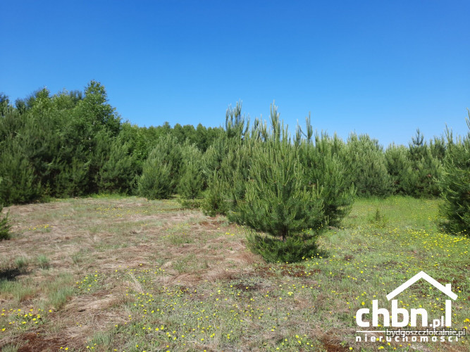malownicza-dzialka-z-warunkami-zabudowy-60827-dzialki-i-grunty.jpg