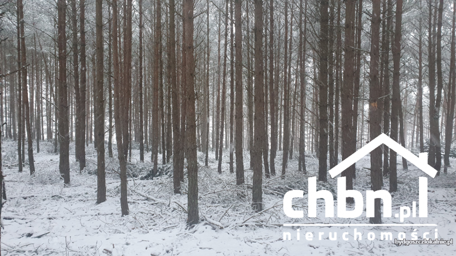 malownicza-dzialka-lesna-blisko-jeziora-61172-dzialki-i-grunty.jpg