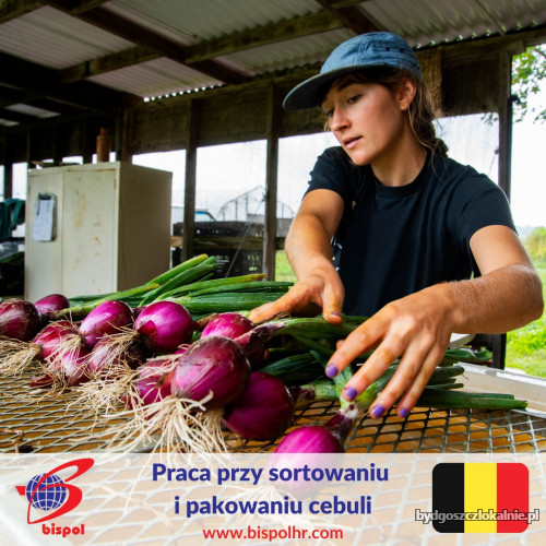 praca-przy-sortowaniu-i-pakowaniu-cebuli-belgia-61551.jpg
