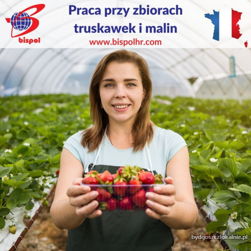 Zbiór_truskawek_i_malin.jpg