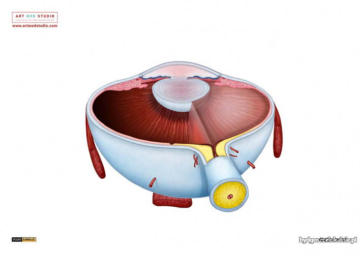 ilustracje-medyczne-anatomiczne-naukowe-ryciny-medyczne-64174-bydgoszcz-foto.jpg