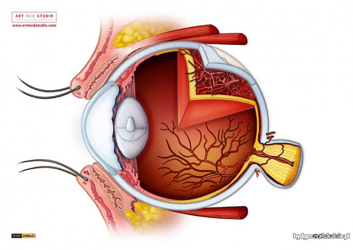 ilustracje-medyczne-anatomiczne-naukowe-ryciny-medyczne-64174-bydgoszcz.jpg