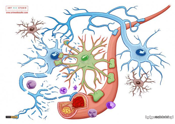 ilustracje-medyczne-anatomiczne-naukowe-ryciny-medyczne-64174-sprzedam.jpg