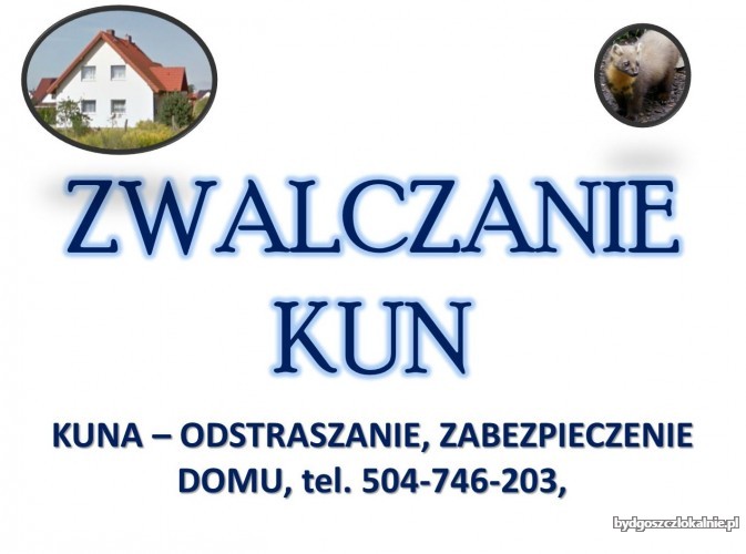7_zwalczanie_kuny_pod_pradem.jpg