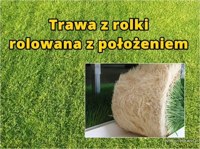 trawa_z_rolki,_rolowana_z_położeniem.webp
