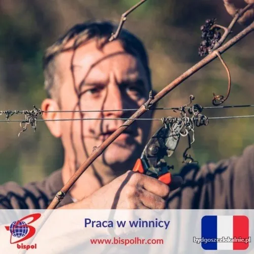 Praca_w_winnicy.webp