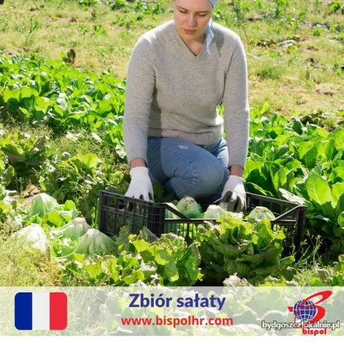 zbior-salaty-68278.webp