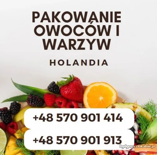 sortowanie-owocow-i-warzyw-holandia-zapraszamy-studentow-68403.webp