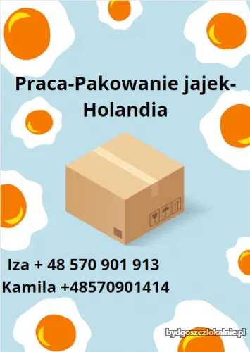 pakowanie-jajek-holandia-wymagane-prawo-jazdy-kat-b-68435.webp