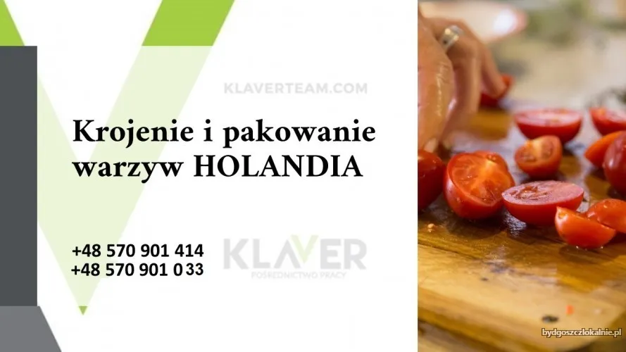 praca-na-produkcji-w-holandii-bez-jezyka-wysokie-wynagrodzenie-68605.webp